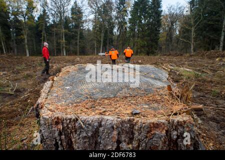 Haldensleben, Germany. 03rd Dec, 2020. A tree stump in the middle of a clearing area on which 60 year old spruces stood. Extreme weather conditions with drought and storms continue to cause massive damage to the forests in Saxony-Anhalt. Credit: Klaus-Dietmar Gabbert/dpa-Zentralbild/ZB/dpa/Alamy Live News Stock Photo