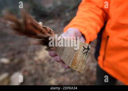 03 December 2020, Saxony-Anhalt, Süplingen: An employee of the forestry office in Flechtingen shows a piece of an oak tree on which the feeding tunnel of an oak core beetle can be seen. The insect penetrates into the heartwood of the deciduous tree, making it worthless for the woodworking industry. To prevent the pest from spreading, infested, diseased oak trees must be felled. Photo: Klaus-Dietmar Gabbert/dpa-Zentralbild/ZB Stock Photo