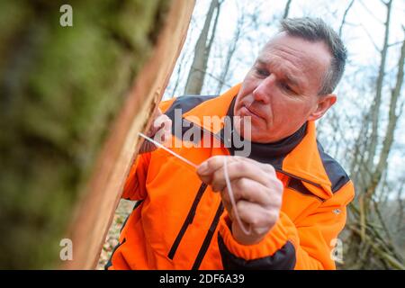 03 December 2020, Saxony-Anhalt, Süplingen: Thomas Roßbach, head of the forest management office in Flechtingen, measures the depth of the feeding tunnel of an oak core beetle that had reached the core of the trunk with a cable. The insect penetrates right into the heartwood of the deciduous tree, making it worthless for the woodworking industry. To prevent the pest from spreading, diseased oak trees must be felled. Photo: Klaus-Dietmar Gabbert/dpa-Zentralbild/ZB Stock Photo