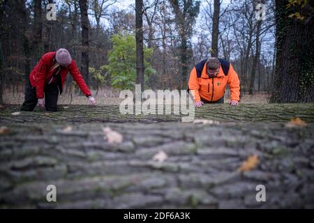 03 December 2020, Saxony-Anhalt, Süplingen: Jenny Klawe (l) and Harald Eisenkrätzer (r) from the Betreuungsforstamt Flechtingen examine oak logs infested by the oak core weevil. The insect penetrates right into the heartwood of the deciduous tree, making it worthless for the wood-processing industry. Photo: Klaus-Dietmar Gabbert/dpa-Zentralbild/ZB Stock Photo