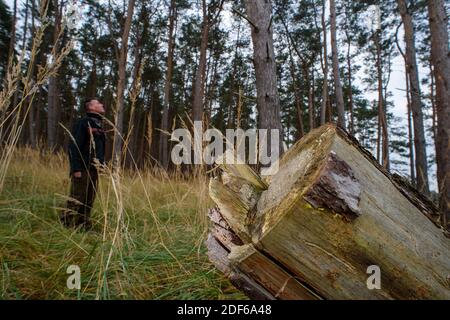 03 December 2020, Saxony-Anhalt, Calvörde: The stump of a dead pine in the middle of a forest of other diseased pines. In the background, Thomas Roßbach, head of the Flechtingen Forest Service, inspects the crowns of the trees. Extreme weather conditions with drought and storms continue to cause massive damage to the forests in Saxony-Anhalt. Photo: Klaus-Dietmar Gabbert/dpa-Zentralbild/ZB Stock Photo