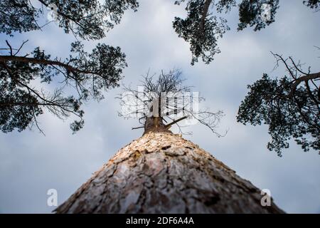 03 December 2020, Saxony-Anhalt, Calvörde: A dead pine tree stands in the middle of other diseased pines whose crown has already thinned out. The trees are not only infested by pests such as the bark beetle and the pine jewel beetle, but also suffer from the tube fungus. Extreme weather conditions with drought and storms continue to cause massive damage to the forests in Saxony-Anhalt. Photo: Klaus-Dietmar Gabbert/dpa-Zentralbild/ZB Stock Photo