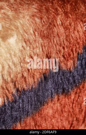 Tiger blanket texture, sparkles in the sun, hair Stock Photo