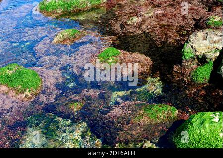 Seaweed in rocky coastline: sea lettuce (Ulva lactuca) and Corallina elongata. Costa Brava, Girona, Catalonia, Spain.