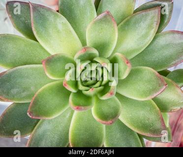 Close up detail with Echeveria elegans, the Mexican snow ball, Mexican gem flower plant. Stock Photo