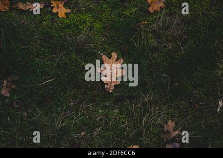 Oak tree leaf with drops of water on it, autumn fall Stock Photo
