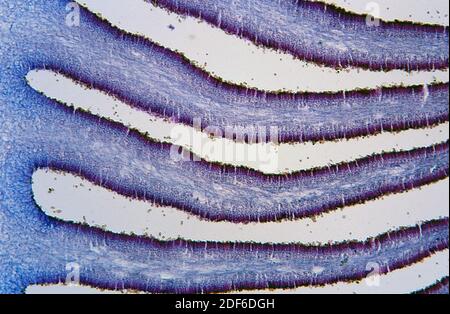 mushroom under microscope labeled