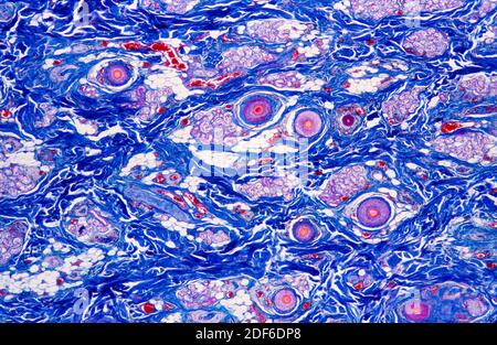 human skin cells under a microscope
