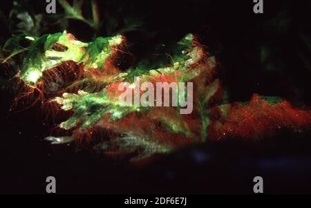 Invasive freshwater blue-green algae (Cyanobacteria) on african fern Bolbitis heudelotii in aquarium Stock Photo
