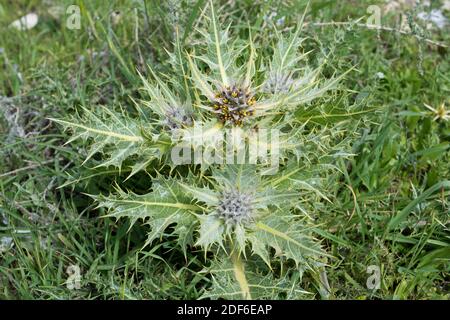 Gundelia tournefortii is a spiny perennial plant native to eastern ...