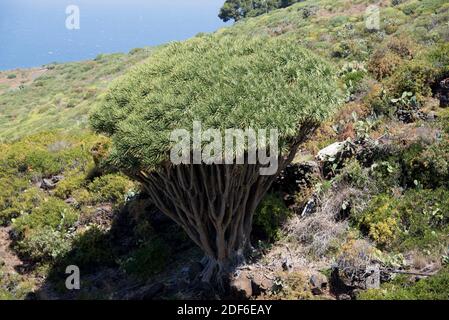 Drago or Canary Islands dragon tree (Dracaena draco) is a tree-like plant native of Macaronesia Region. Las Tricias, Garafia, La Palma Island, Canary
