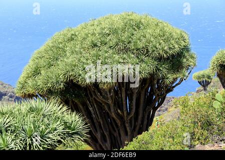 Drago or Canary Islands dragon tree (Dracaena draco) is a tree-like plant native of Macaronesia Region. Las Tricias, Garafia, La Palma Island, Canary