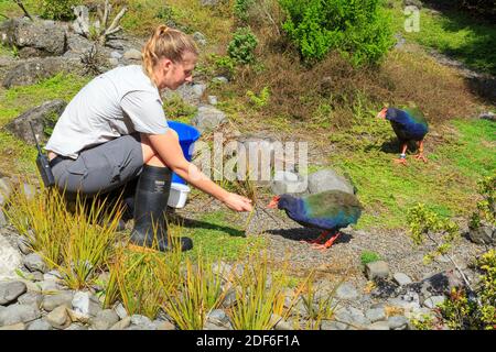 A zookeeper feeding two takahe, endangered flightless birds found only in New Zealand. Auckland Zoo Stock Photo