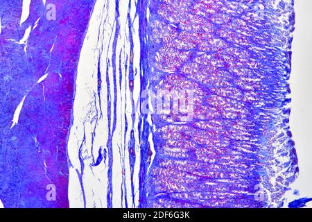 Fundic region stomach (cross section) showing mucosa, submucosa ...