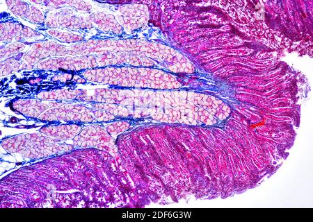 Human duodenum (small intestine) showing villous mucosa, submucosa, Brunner glands and duodenal glands. Optical microscope X40.