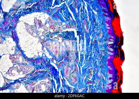 Adipose tissue with blood vessels. Photomicrograph Stock Photo - Alamy