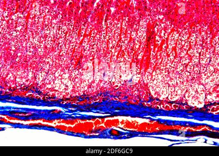 Human adrenal or suprarenal gland showing medulla. Produces adrenaline ...