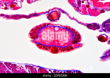 Earthworm (Oligochaeta) cross section showing cuticle, epidermis ...