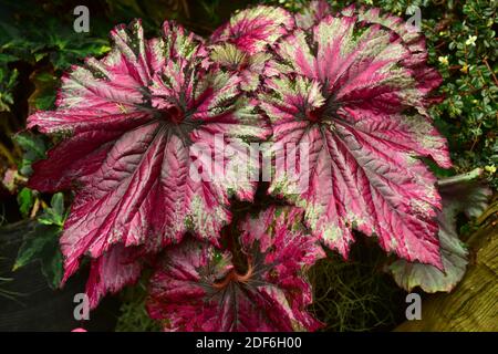 Begonia (Begonia rex) is an ornamental plant with very beautiful leaves.