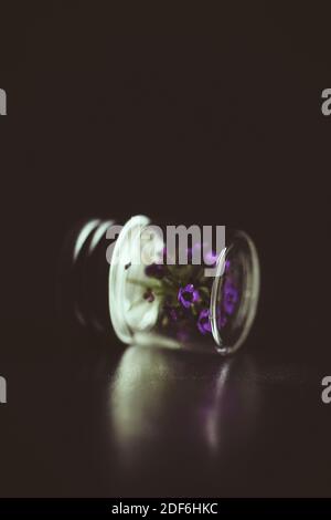 Tiny purple flowers in a small glass bottle. Stock Photo