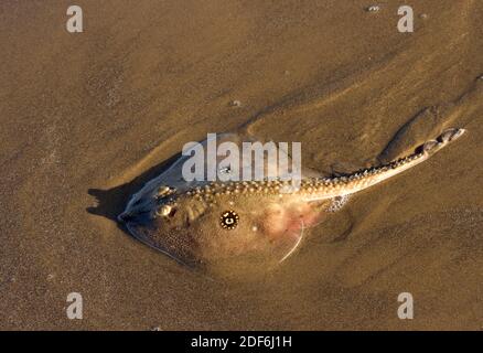 Commonest of the Rays and Skates in British waters the Thornback Ray prefers sandy coastlines where it is a predator on crustaceans and molluscs Stock Photo