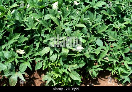 Indian Yam Or Yampi (Dioscorea Trifida) Is A Cilmbing Plant Native To ...