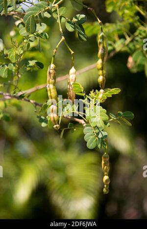 Brazilwood tree National tree of Brazil Caesalpinia echinata commonly ...