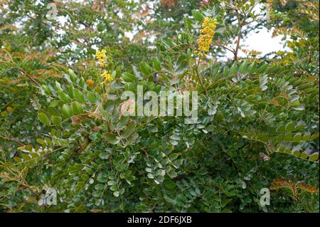 Tara (Caesalpinia Spinosa Or Tara Spinosa) Is A Medicinal Tree Native ...