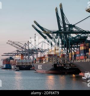 Harbor cranes and container ships in the Deurganckdok of the port of Antwerp Stock Photo