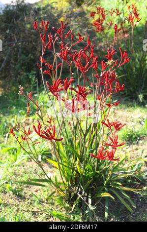 is kangaroo paw toxic to dogs