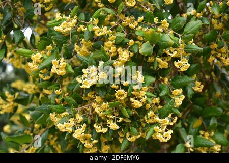 Boldo (Peumus boldus) is a tree endemic to Chile. Its leaves are used for culinary and medicinal purposes.