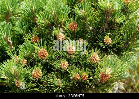 Pino silvestre o albar de Sierra Nevada (Pinus sylvestris nevadensis ...