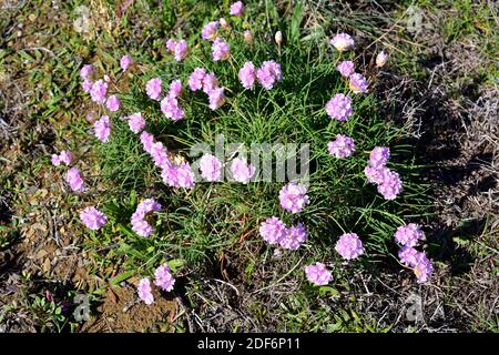 Plantain-leaved thrift or Jersey thrift (Armeria alliacea ruscinonensis ...