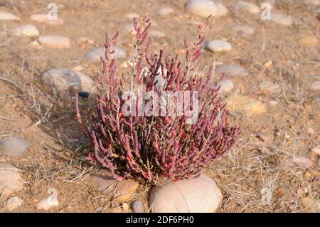 Common glasswort or marsh samphire (Salicornia europaea or Salicornia herbacea) is an annual halophyte herb native to European coasts, north Africa