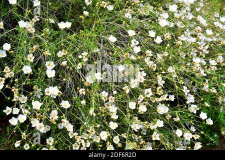 Apache plume (Fallugia paradoxa) is a shrub native to southwestern USA and northwestern Mexico. Flowers detail.