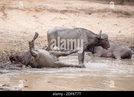 African buffaloes at the water, rolling in the mud Stock Photo