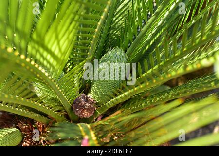 Zamia palm (Macrozamia moorei) is a gymnosperm native to Australia ...