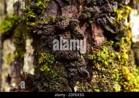 Collema nigrescens is a foliose jelly lichen found growing on the bark of trees. This photo was taken in Val d'Aran (Valle de Aran) , Lleida