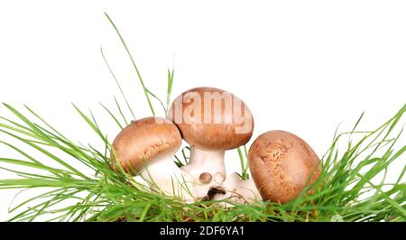 Brown mushrooms in the grass, stone champignons Stock Photo