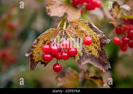 Red berries of Viburnum opulus or guelder rose or water elder or cramp bark or snowball tree in autumn Stock Photo