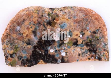 https://l450v.alamy.com/450v/2df6ytt/black-bread-mold-rhizopus-stolonifer-or-rhizopus-nigricans-colonizing-bread-2df6ytt.jpg