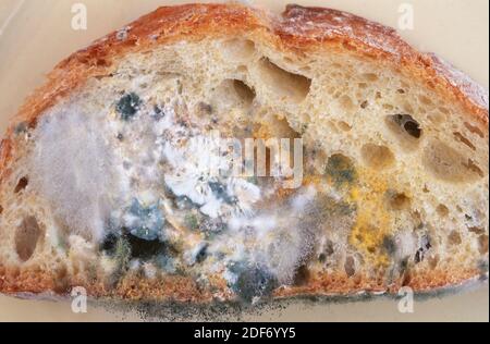 Black Bread Mold Rhizopus Stolonifer Stock Photo - Alamy