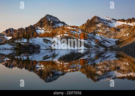 WA18649-00...WASHINGTON - Subalpine larch trees in bright fall colors along the shores of Lower Ice Lake with the Entiat Mountains reflecting in the s Stock Photo