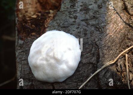 False Puffball, Enteridium lycoperdon (Enteridium lycoperdon ...