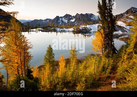 WA18653-00...WASHINGTON - Subalpine larch trees in bright autumn colors above Lower Ice Lake in the Alpine Lakes Wilderness. Stock Photo
