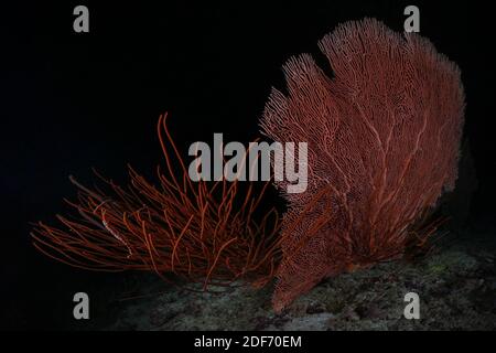 Beautiful Soft corals of Maldivian reefs. Gorgonians ( Sea Whip and Sea Fan). Amazing underwater world of Maldives Stock Photo