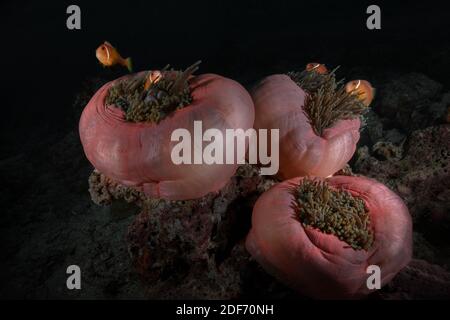 Anemone fishes symbiotic mutualisms with sea anemones. Wonderful and beautiful underwater world of Maldives. Stock Photo