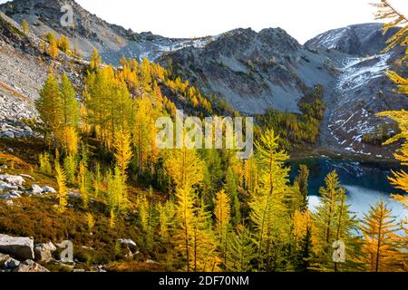 WA18655-00...WASHINGTON - Subalpine larch on the steep hillside above Lower Ice Lake in the Glacier Peak Wilderness area, Wenatchee National Forest. Stock Photo