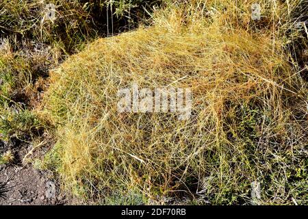 Cuscuta triumvirati is a parasite plant endemic to Sierras Beticas and Atlas (Morocco). This photo was taken in Las Alpujarras, Sierra Nevada,