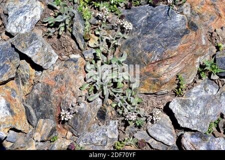 Water Cress. CRESS. Garten und Brunnen Kresse, Get,. Cresson, Fr